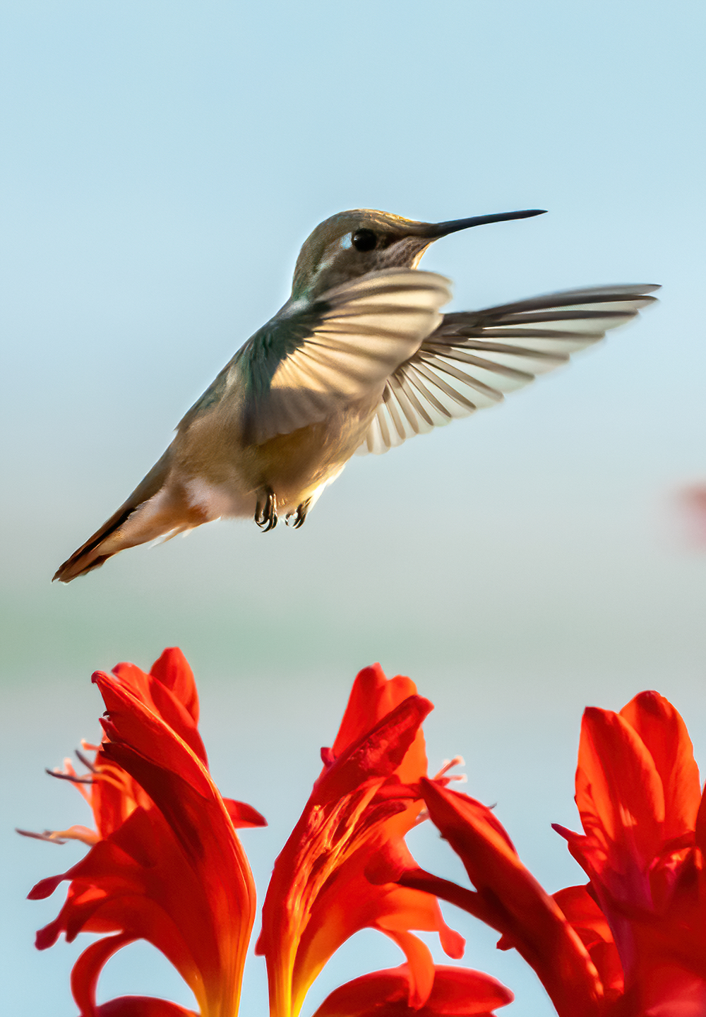 Washington Coast Humming Bird 10